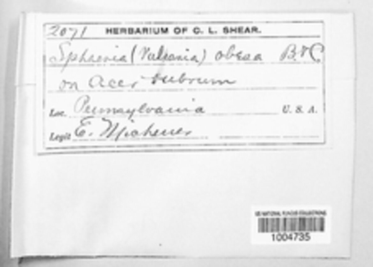 Leptosphaeria obesa image